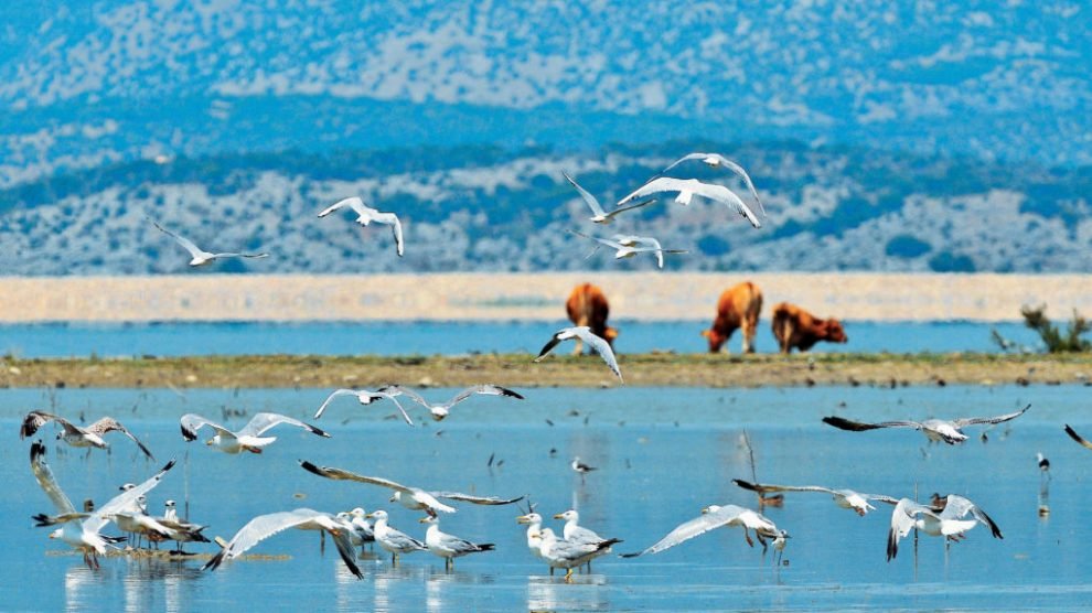 Η Ελλάδα διεκδικεί Ευρωπαϊκό βραβείο με την επανασύσταση της Κάρλας