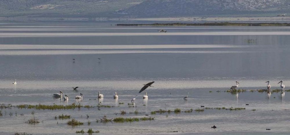 Κάρλα: Κίνδυνος μόλυνσης από κτηνοτροφικές δραστηριότητες