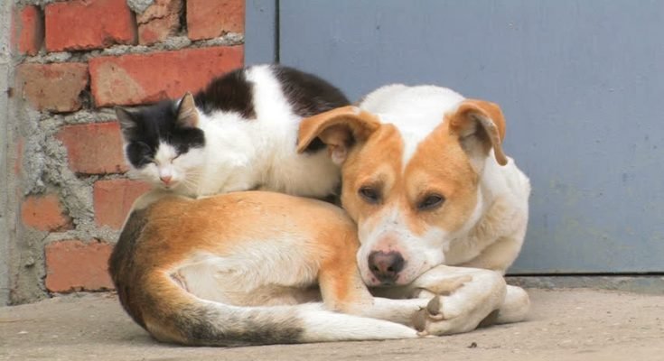 "ΦιλόΔημος ΙΙ": Είκοσι εκ. ευρώ στους Δήμους για καταφύγια αδέσποτων ζώων