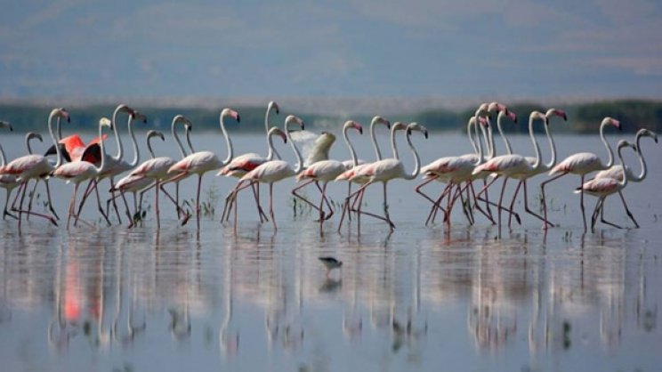 Πρόταση για αξιοποίηση του "Bird Watching" στην Κάρλα