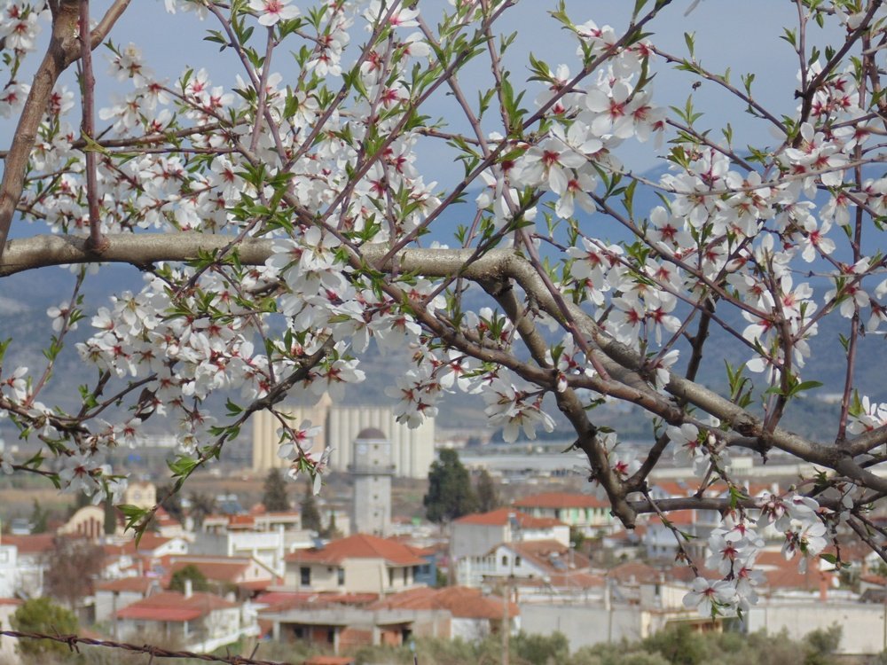 Το Ανοιξιάτικο Βελεστίνο έστειλε μήνυμα αισιοδοξίας στην ομογένεια