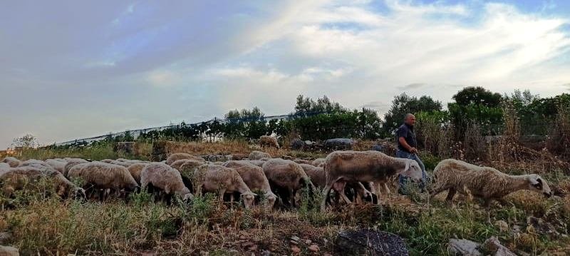 Παράταση προθεσμίας υποβολής αιτήσεων για άδειες κτηνοτροφικής εγκατάστασης και άδειες διατήρησης