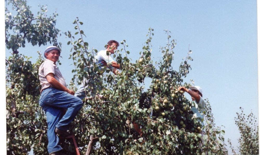 Μάζεμα αχλαδιών (1992)