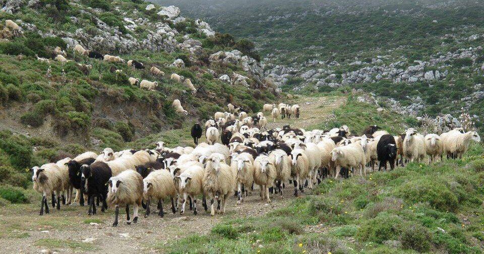 Οικονομική Ενίσχυση στους Αιγοπροβατοτρόφους που επλήγησαν από την πανδημία του κορωνοϊού