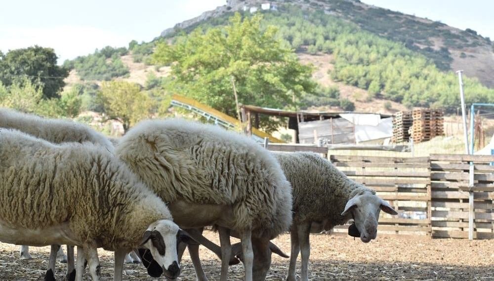 Ανακοίνωση Δήμου για αιγοπροβατοτρόφους