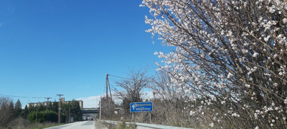 Αίτημα για παράταση στις υποβολές δηλώσεων ζημιών αμυγδαλιών