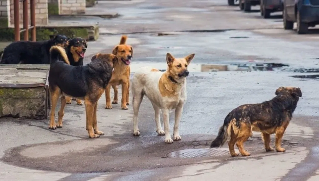 ΛΑΣ Θεσσαλίας: Μεγαλώνει το πρόβλημα των αδέσποτων