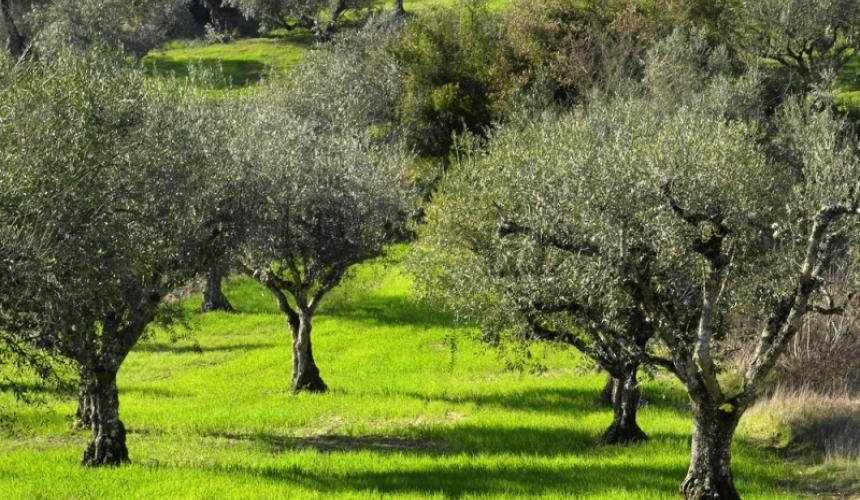 Ζημιές σε σιτηρά και ελαιόδεντρα στον Δήμο Ρήγα Φεραίου