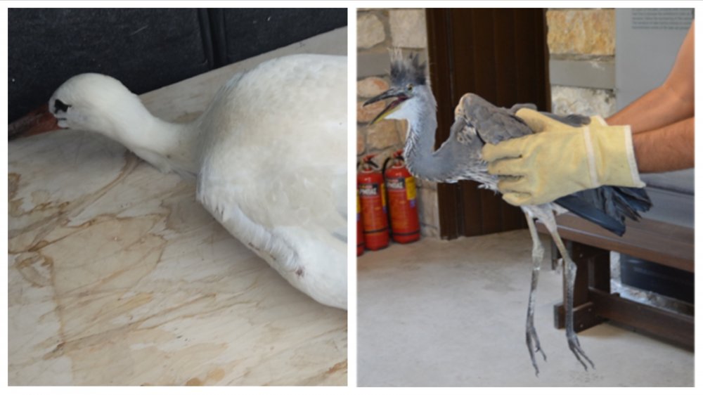 Περίθαλψη τραυματισμένων πουλιών στη λίμνη Κάρλα