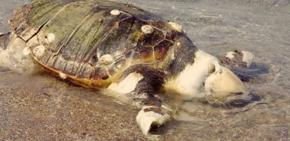 Νεκρή χελώνα καρέτα- καρέτα ξεβράστηκε στο Καμάρι Κεραμιδίου