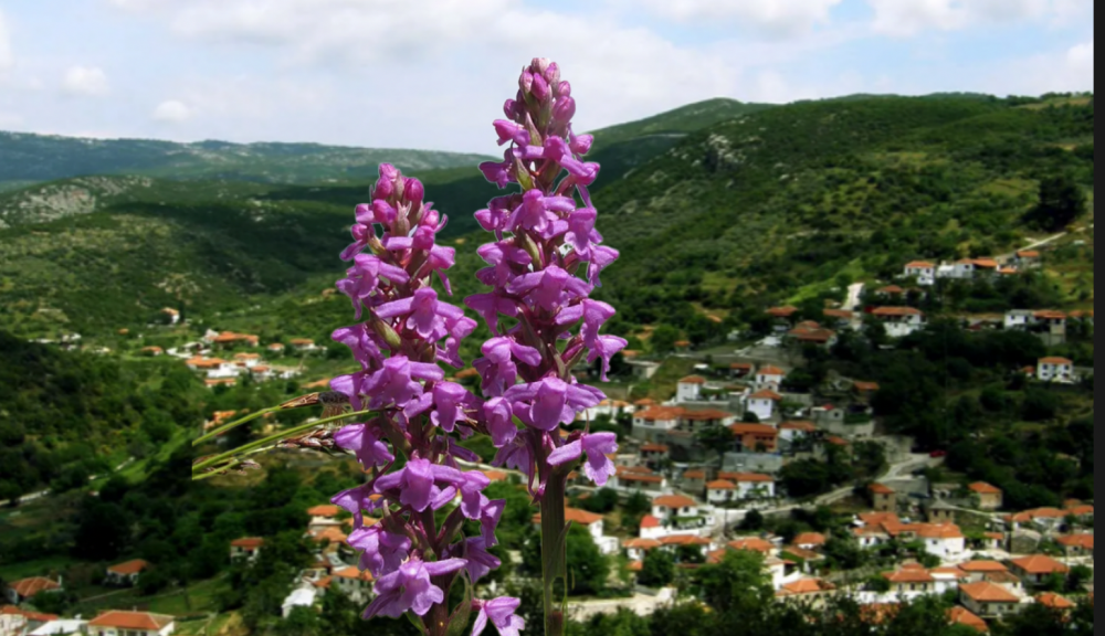 Σε σημείο αναφοράς για την Άγρια Ορχιδέα αναδεικνύεται η Κερασιά