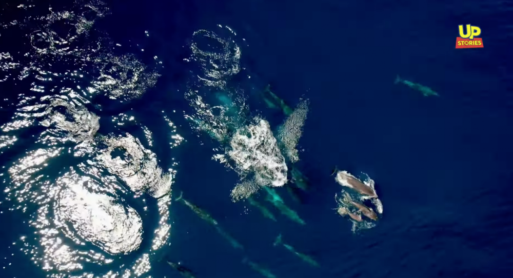 Φανταστικό βίντεο: Το μεγαλύτερο κοπάδι δελφινιών που έχει καταγραφεί στην Ελλάδα 