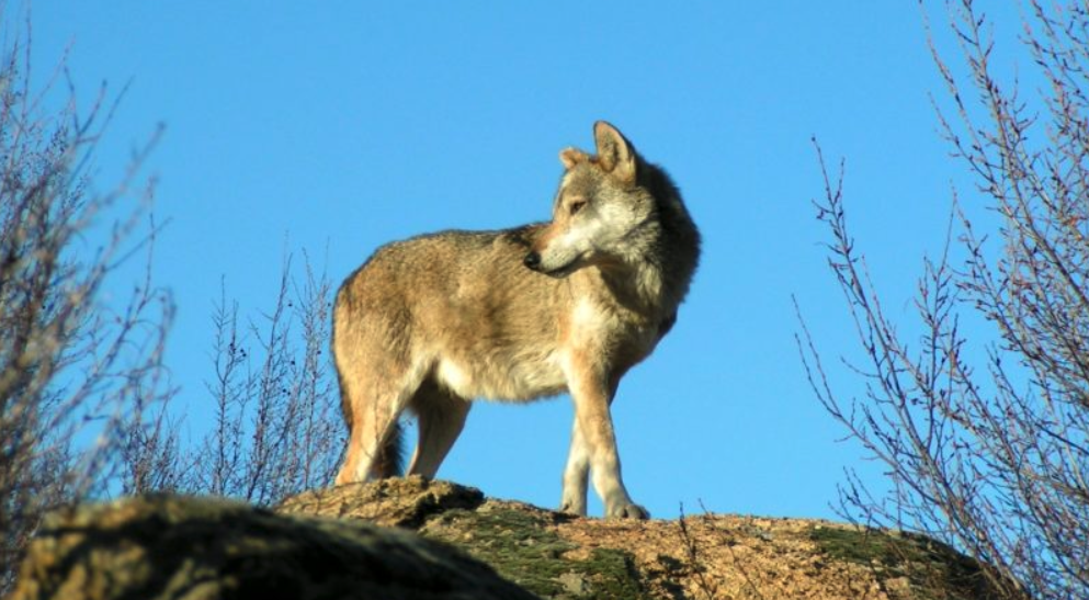 Συνάντηση με φορείς για την έντονη παρουσία λύκων στην περιοχή των Καναλίων
