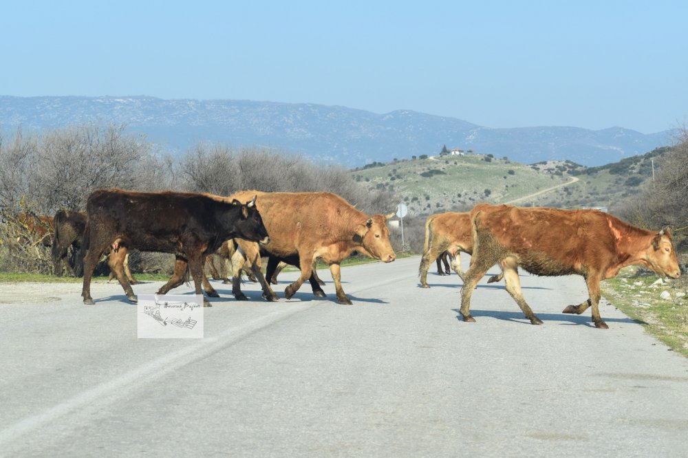 Βόλτα στην Κάρλα