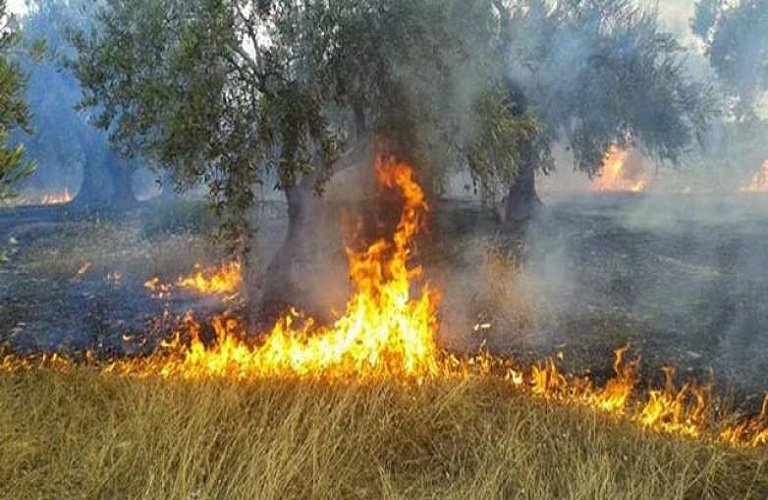 Κατασβέστηκε φωτιά σε αγροτική έκταση στην Κάρλα