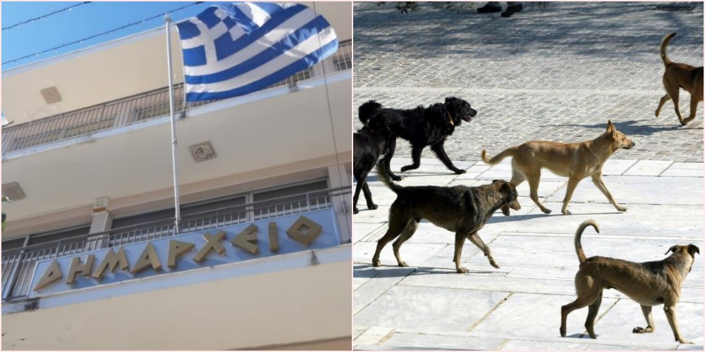 Ανακοίνωση του Δήμου για τις αγέλες σκυλιών