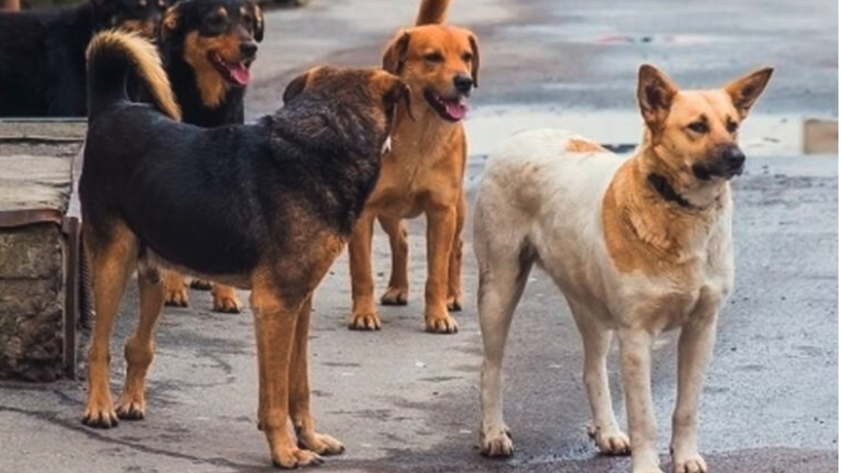 Νέα εισαγγελική παρέμβαση για τα αδέσποτα στον Αλμυρό