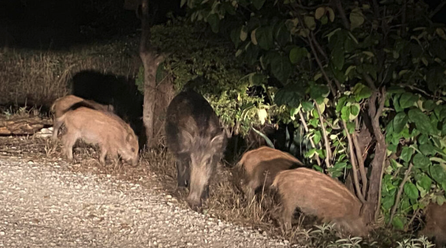 Λαχτάρησε οδηγός στην παλιά Εθνική με αγριογούρουνο που πετάχτηκε μπροστά του