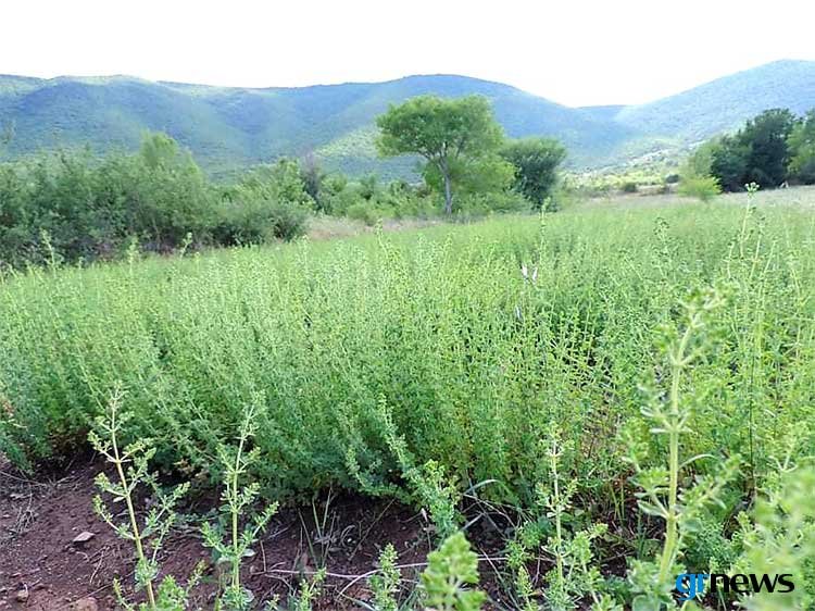 Επένδυση 1 εκ. ευρώ στον τομέα της ρίγανης στον Δήμο