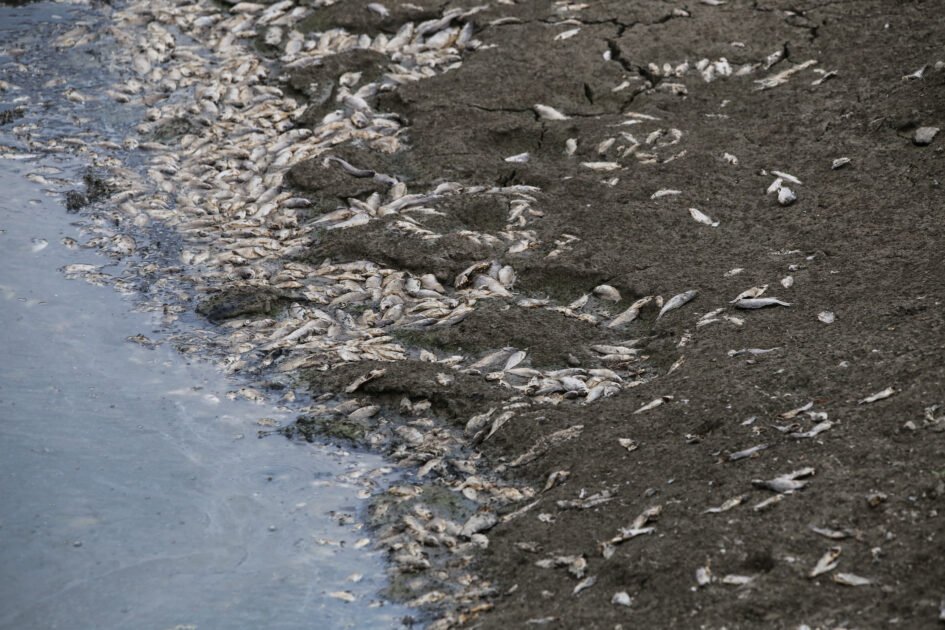 Αυτοψία στην Κάρλα: Νεκρά ψάρια σε περιοχές δίπλα στη λίμνη