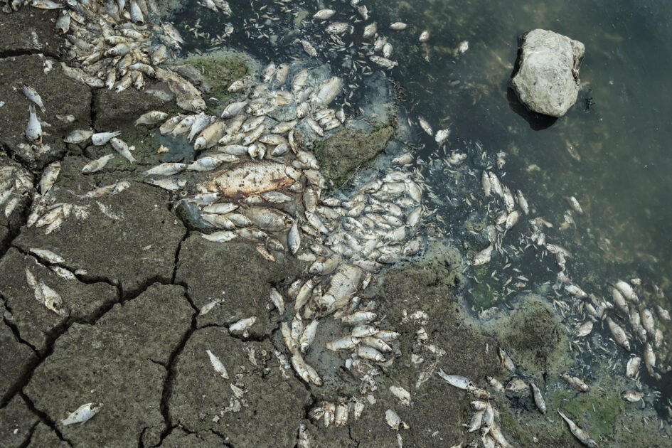 Αυτοψία στην Κάρλα: Νεκρά ψάρια σε περιοχές δίπλα στη λίμνη