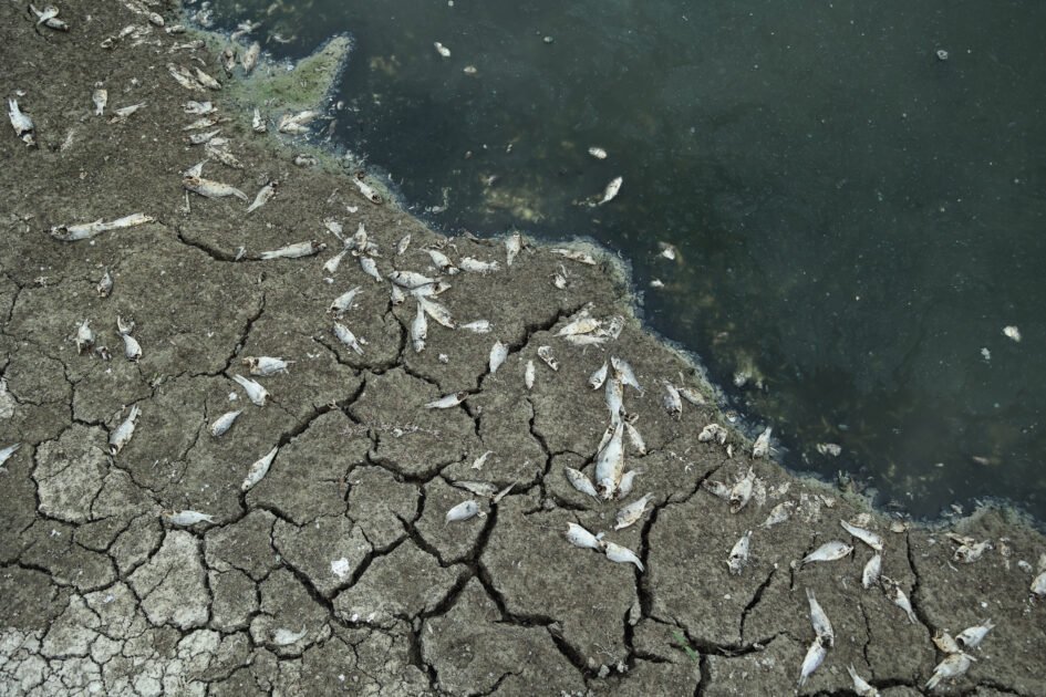 Αυτοψία στην Κάρλα: Νεκρά ψάρια σε περιοχές δίπλα στη λίμνη