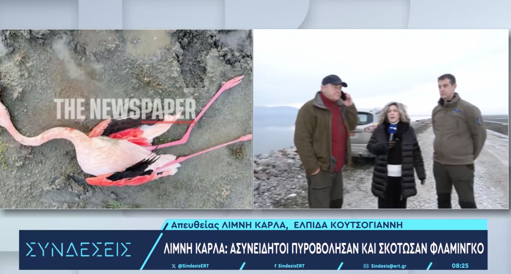 "Ασυνείδητος όποιος σκότωσε το φλαμίνγκο" λένε οι ειδικοί