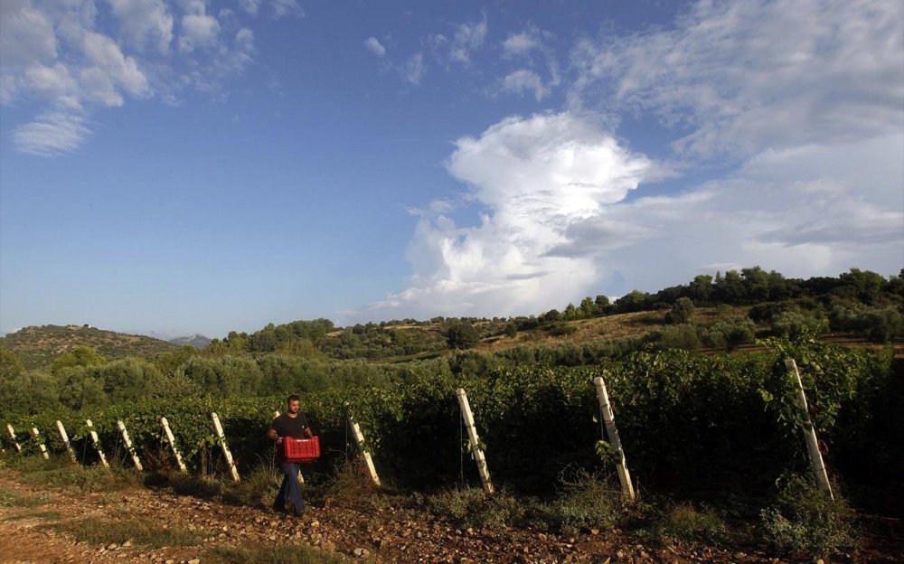 Η σχέση του κλίματος με τις αμπελοκαλλιέργειες