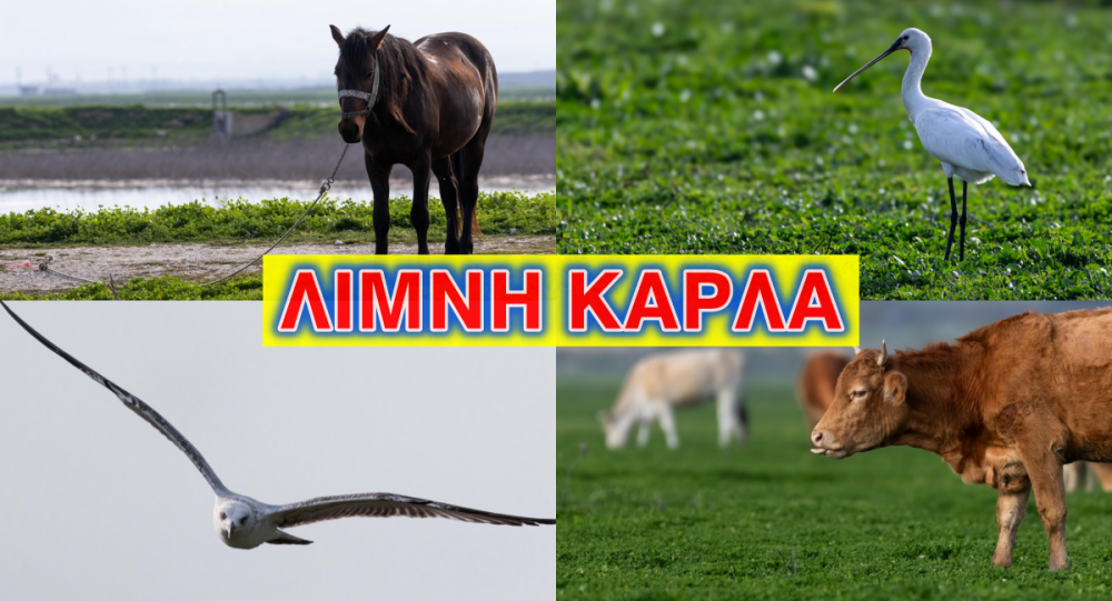 Η "αναγέννηση" της άγριας ζωής στη Λίμνη Κάρλα    