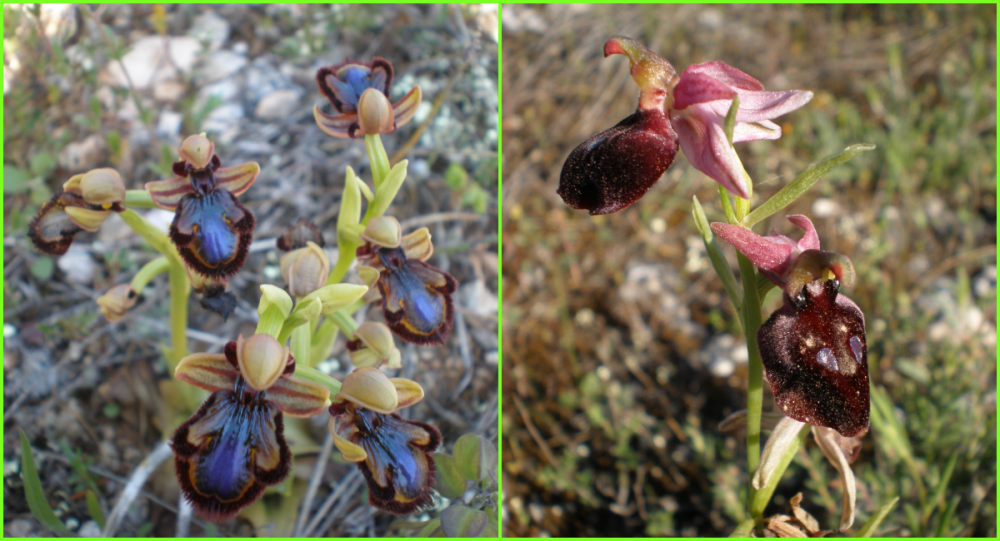Για τις αυτοφυείς ορχιδέες της Κερασιάς