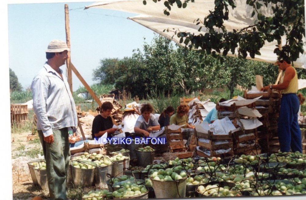 Συγκομιδή αχλαδιών το 1992 στο Βελεστίνο