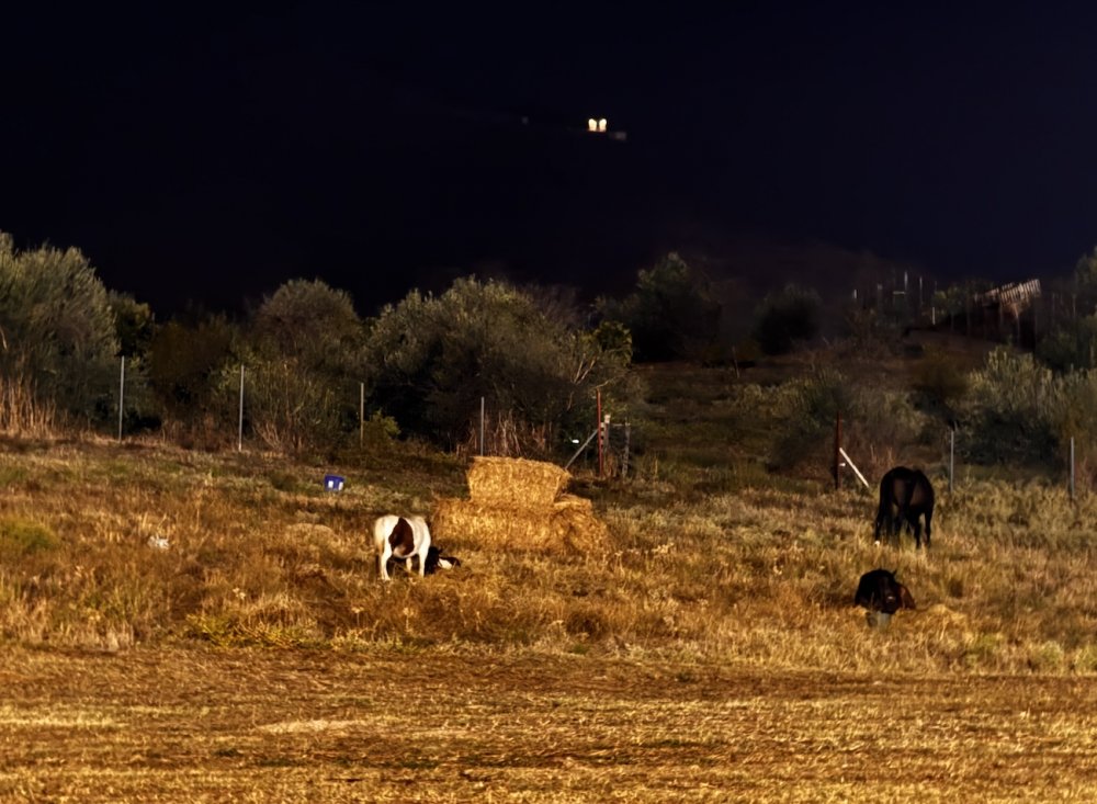 Εικόνες από το γλέντι της 5ης Ιππικής Συνάντησης