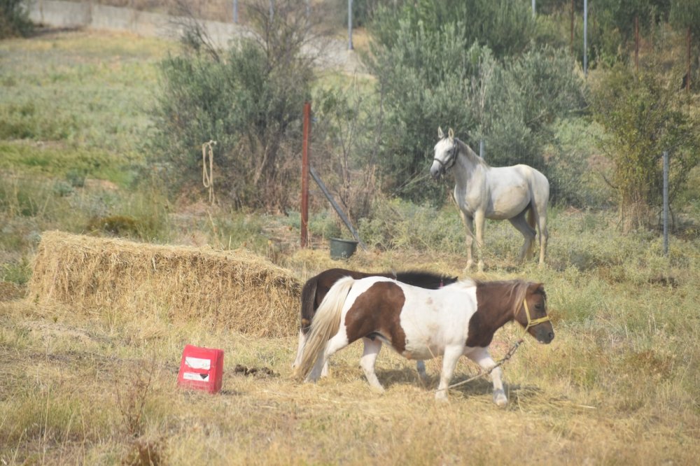 Εικόνες από την 5η Ιππική Συνάντηση