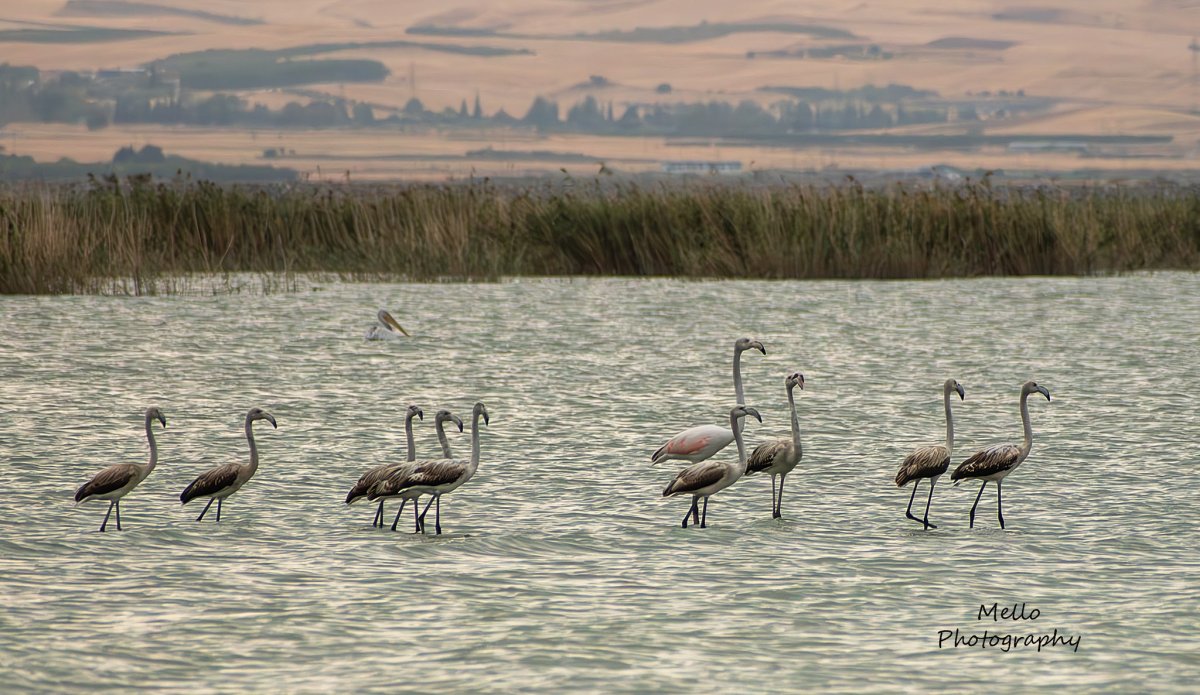 Φλαμίνγκο στην Κάρλα - Φωτογραφία: Μέλλω Λυχναρά-Τουφεξή