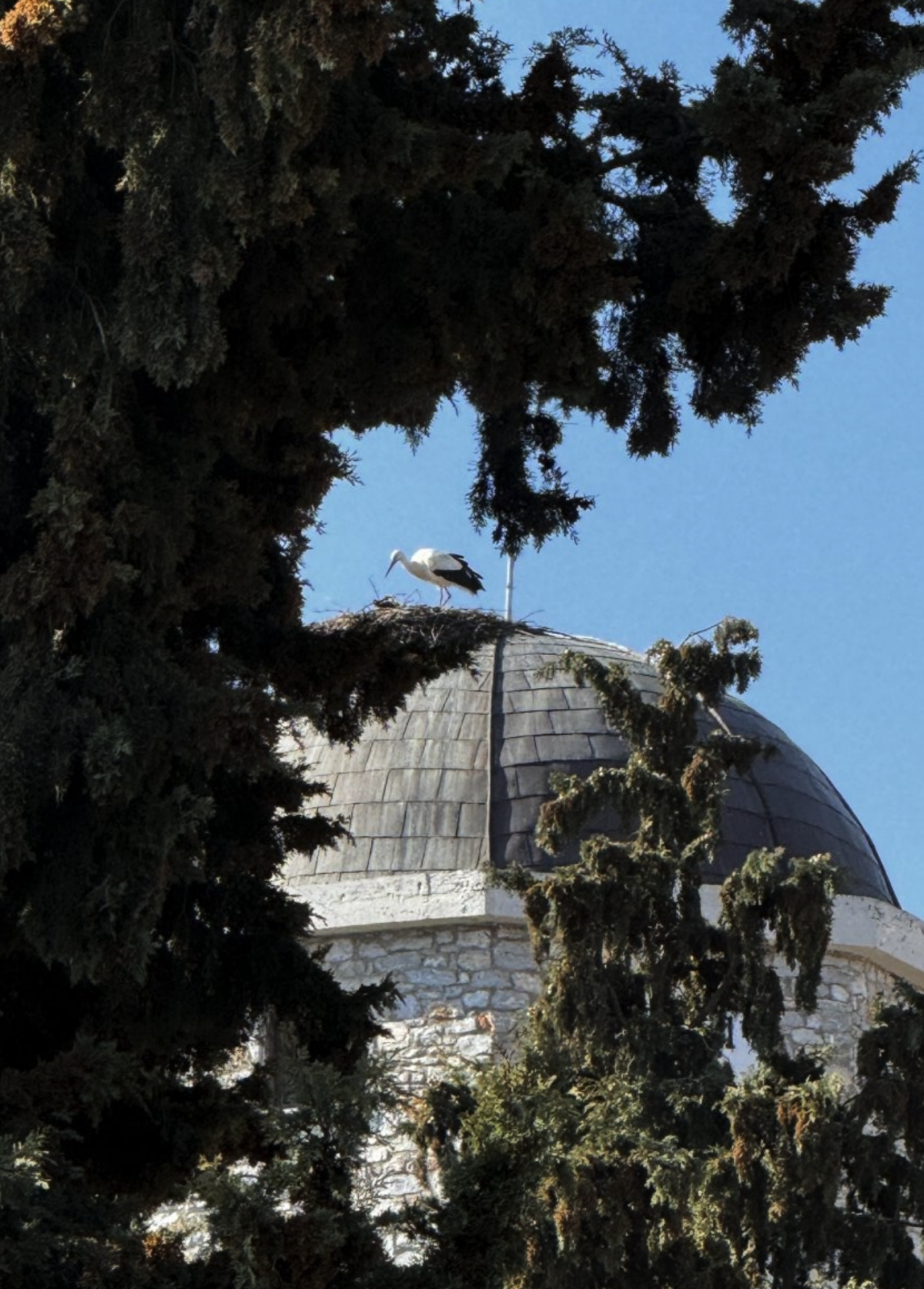 Οι πρώτοι επισκέπτες της Άνοιξης