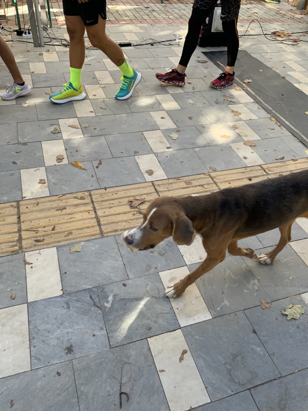 Φωτορεπορτάζ από τον Ρήγειο Δρόμο - Γ` Μέρος