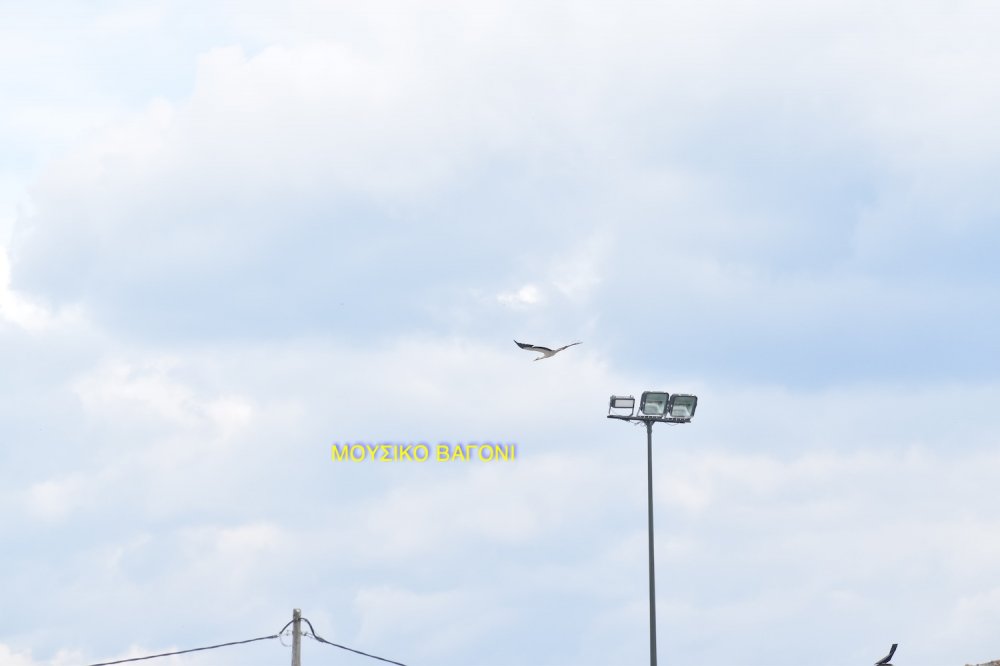 Εικόνες από τη νέα νίκη του Διαγόρα!